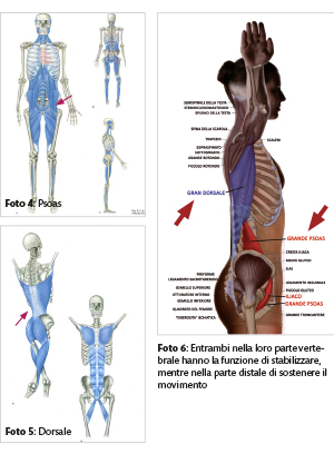 valbonesi anatomia2